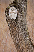 Ural Owl,Hokkaido,Japan
