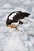 Steller's Sea Eagle on Ice Floe,Nemuro Channel,Hokkaido,Japan