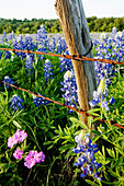 Bluebonnets and Phlox Near Wire Fence,Texas Hill Country,Texas,USA