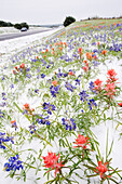 Frozen Flowers in Snow by Country Road,Texas Hill Country,Texas,USA