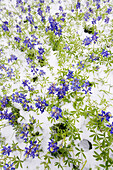 Gefrorene Bluebonnets im Schnee, Texas Hill Country, Texas, USA