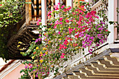 Bougainvillea Plants on Balconies