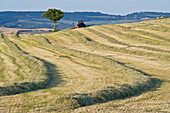 Tractor Harvesting in Field,Val d'Orcia,Tuscany,Italy