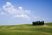 Grove of Cypress Trees,Val d'Orcia,Tuscany,Italy