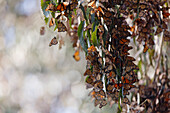 Monarch Butterflies