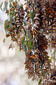 Monarch Butterflies,Goleta,Southern California,USA