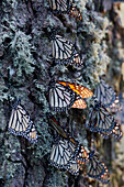 Monarchfalter auf einem Kiefernbaum, Sierra Chincua Schmetterlingsschutzgebiet, Angangueo, Mexiko