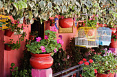 Plants on Porch,Angangueo,Michoacan,Mexico