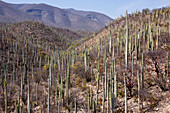 Übersicht über den Kaktuswald,Oaxaca,Mexiko