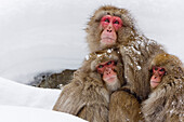 Portrait of Japanese Macaques,Jigokudani Onsen,Nagano,Japan