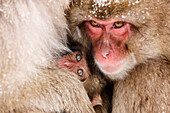 Japanese Macaques Huddled Together,Jigokudani Onsen,Nagano,Japan