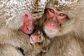 Japanese Macaques,Jigokudani Onsen,Nagano,Japan