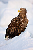 White-tailed Eagle on Ice Floe,Nemuro Channel,Shiretoko Peninsula,Hokkaido,Japan