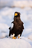 Steller's Sea Eagle,Nemuro Channel,Shiretoko Peninsula,Hokkaido,Japan