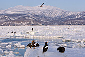 Stellersche Seeadler auf Eisscholle,Nemuro-Kanal,Shiretoko-Halbinsel,Hokkaido,Japan