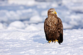 White-tailed Eagle,Nemuro Channel,Shiretoko Peninsula,Hokkaido,Japan