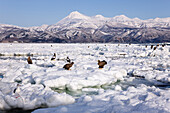 Stellersche Seeadler und Weißschwanzadler auf Eisscholle,Nemuro-Kanal,Shiretoko-Halbinsel,Hokkaido,Japan