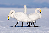 Whooper Swans,Shiretoko Peninsula,Hokkaido,Japan