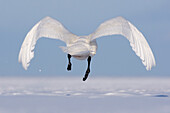 Whooper Swan in Flight,Shiretoko Peninsula,Hokkaido,Japan