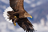White-tailed Eagle in Flight,Nemuro Channel,Shiretoko Peninsula,Hokkaido,Japan