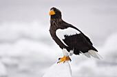 Steller's Sea Eagle,Nemuro Channel,Shiretoko Peninsula,Hokkaido,Japan