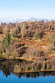 Fells around Tarn Hows,Lake District National Park,UNESCO World Heritage Site,Cumbria,England,United Kingdom,Europe