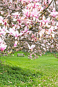 Frühlingsblühende Magnolie im Garten von Hever Castle, Kent, England, Vereinigtes Königreich, Europa