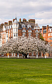 The flowering apple tree in Chelsea,London,England,United Kingdom,Europe