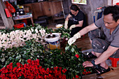 Mann bei der Arbeit im Gartenbau, Blumenfabrik, Produktion von Rosen, Dalat, Vietnam, Indochina, Südostasien, Asien