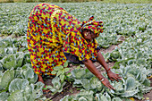 Woman working in a cabbage field in Pout,Senegal,West Africa,Africa