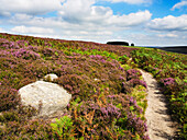 Path through Heather on Haworth Moor,Yorkshire,England,United Kingdom,Europe
