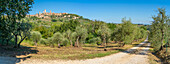 View of olive groves and San Gimignano,San Gimignano,Province of Siena,Tuscany,Italy,Europe