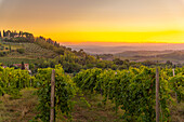 Blick auf Weinberge und Landschaft bei Sonnenaufgang in der Nähe von San Gimignano, San Gimignano, Provinz Siena, Toskana, Italien, Europa