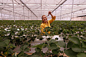 Erdbeerreihe in einem Gewächshaus, Bio-Hydrokultur-Gemüsefarm, Dalat, Vietnam, Indochina, Südostasien, Asien