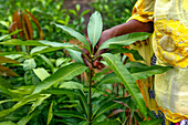 Frau steht in ihrer Gärtnerei im Dorf Notto, Senegal, Westafrika, Afrika