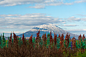 Yotei-zan (Mount Yotei) Volcano of Hokkaido,agricultural scenery in front of the summit,Hokkaido,Japan,Asia