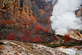 Steile Wände, Herbstgold und rote Bäume mit Dampf aus einer vulkanischen heißen Quelle, Höllental, Noboribetsu, Hokkaido, Japan, Asien