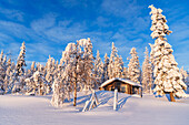 Blauer Himmel über einer einsamen Hütte in einem mit Eis und Schnee bedeckten borealen Wald, Kangos, Norrbotten, Schwedisch-Lappland, Schweden, Skandinavien, Europa