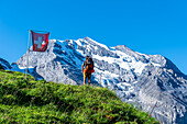 Rückansicht eines Mannes mit Rucksack beim Wandern in den Schweizer Alpen, vorbei an einer wehenden Schweizer Flagge, Oeschinensee, Kandersteg, Kanton Bern, Schweiz, Europa
