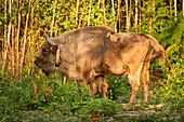 Europäischer Wisent (Bison bonasus), weiblich (Kuh), wird im Rahmen des Wilder Blean-Projekts in ein Waldgebiet freigelassen, Kent, England, Vereinigtes Königreich, Europa