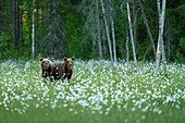Eurasian brown bear (Ursus arctos arctos) cubs in cotton grass meadow,Finland,Europe