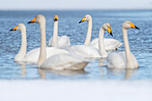Whooper swan (Cygnus cygnus) group in partially frozen lake,Finland,Europe