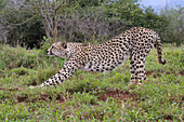Junger südostafrikanischer Gepard (Acinonyx jubatus jubatus) streckt sich in der Savanne, Provinz Kwazulu Natal, Südafrika, Afrika