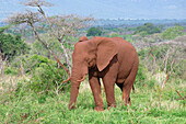 Afrikanischer Buschelefant (Loxodonta africana) mit roter Erde bedeckt beim Spaziergang in der Savanne, Provinz Kwazulu Natal, Südafrika, Afrika