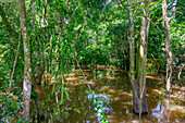 Überschwemmter Wald entlang des Rio Negro, Manaus, Bundesstaat Amazonien, Brasilien, Südamerika