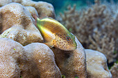 An adult freckled hawkfish (Paracirrhites forsteri),off Bangka Island,near Manado,Sulawesi,Indonesia,Southeast Asia,Asia