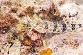 An adult variegated lizardfish (Synodus variegatus),off Bangka Island,near Manado,Sulawesi,Indonesia,Southeast Asia,Asia