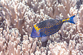 Ein ausgewachsener Gepunkteter Kofferfisch (Ostracion meleagris), vor der Insel Bangka, nahe Manado, Sulawesi, Indonesien, Südostasien, Asien