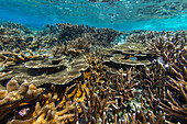 Reichhaltiges Leben im kristallklaren Wasser in den flachen Riffen der Äquatorinseln, Raja Ampat, Indonesien, Südostasien, Asien