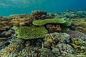 Reichhaltiges Leben im kristallklaren Wasser in den flachen Riffen vor Sandy Beach, Manta Point, Raja Ampat, Indonesien, Südostasien, Asien